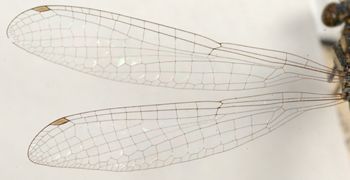 Media type: image; Entomology 12461   Aspect: wing